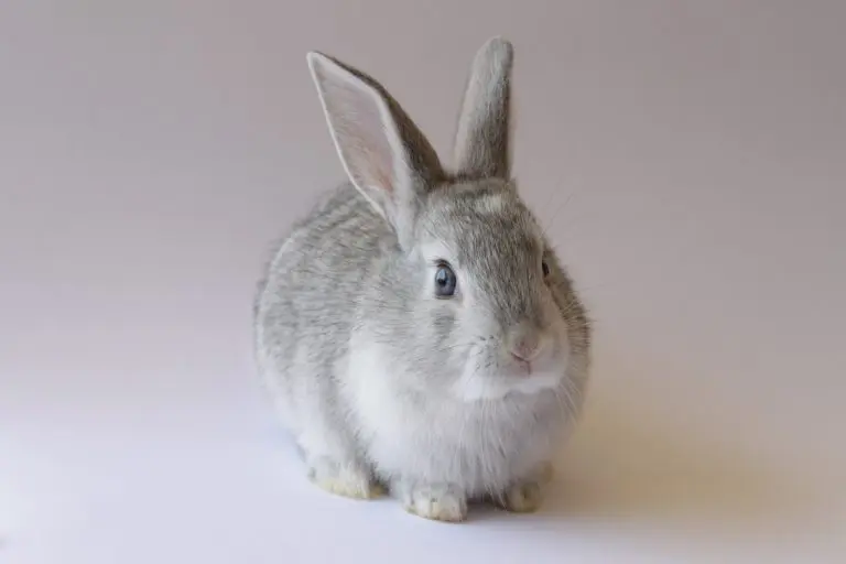 A gray and white rabbit sits on a plain, light-colored surface facing slightly to the right with its ears upright