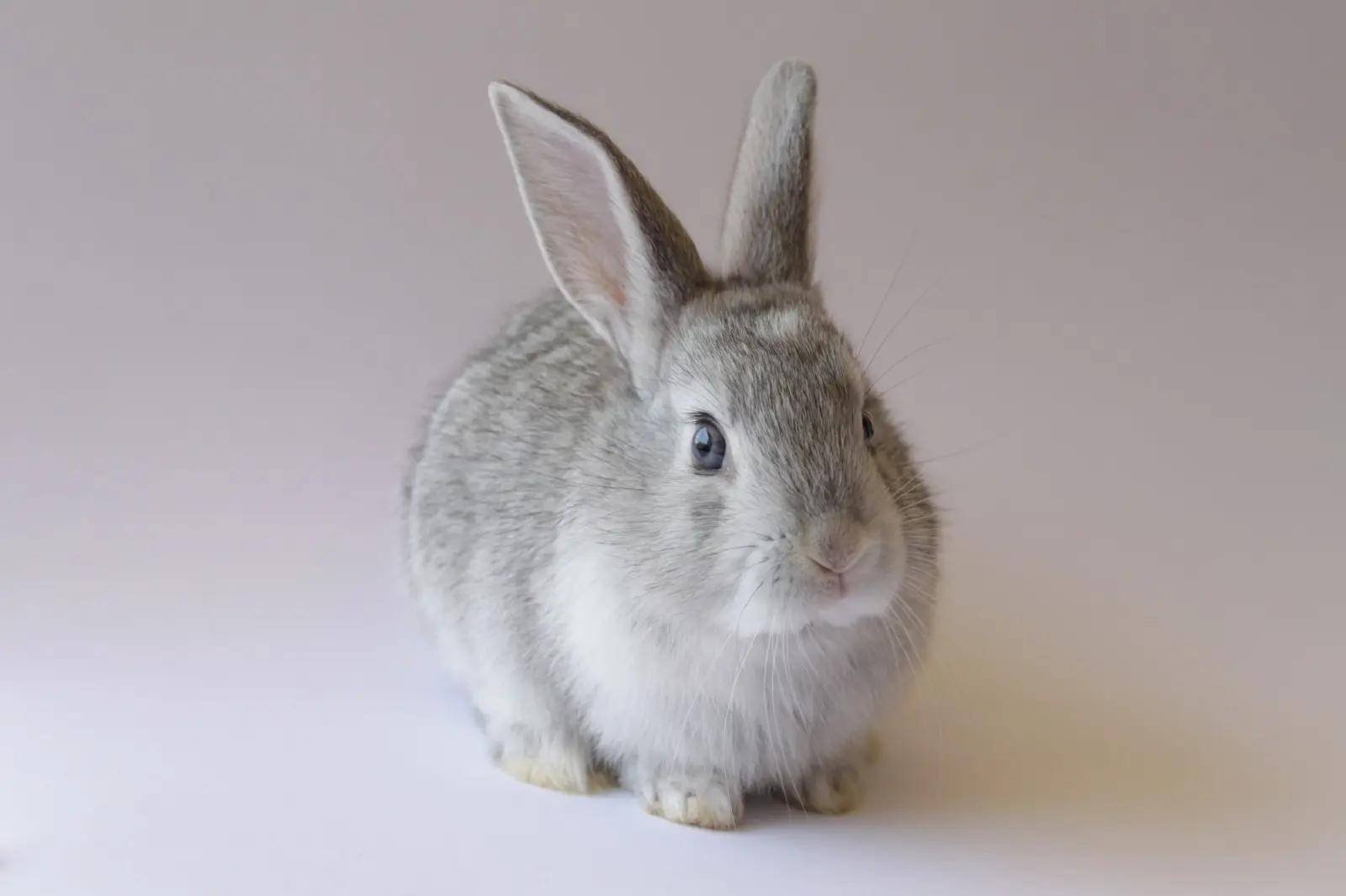 A gray and white rabbit sits on a plain, light-colored surface facing slightly to the right with its ears upright