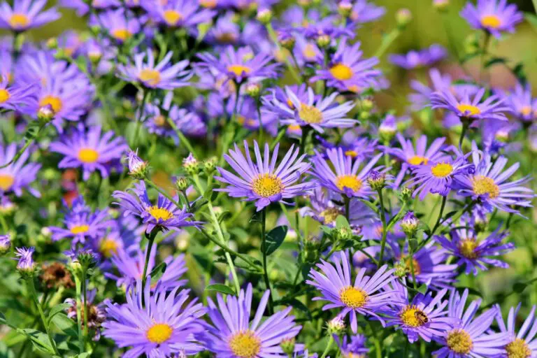 A cluster of purple daisy-like flowers with yellow centers