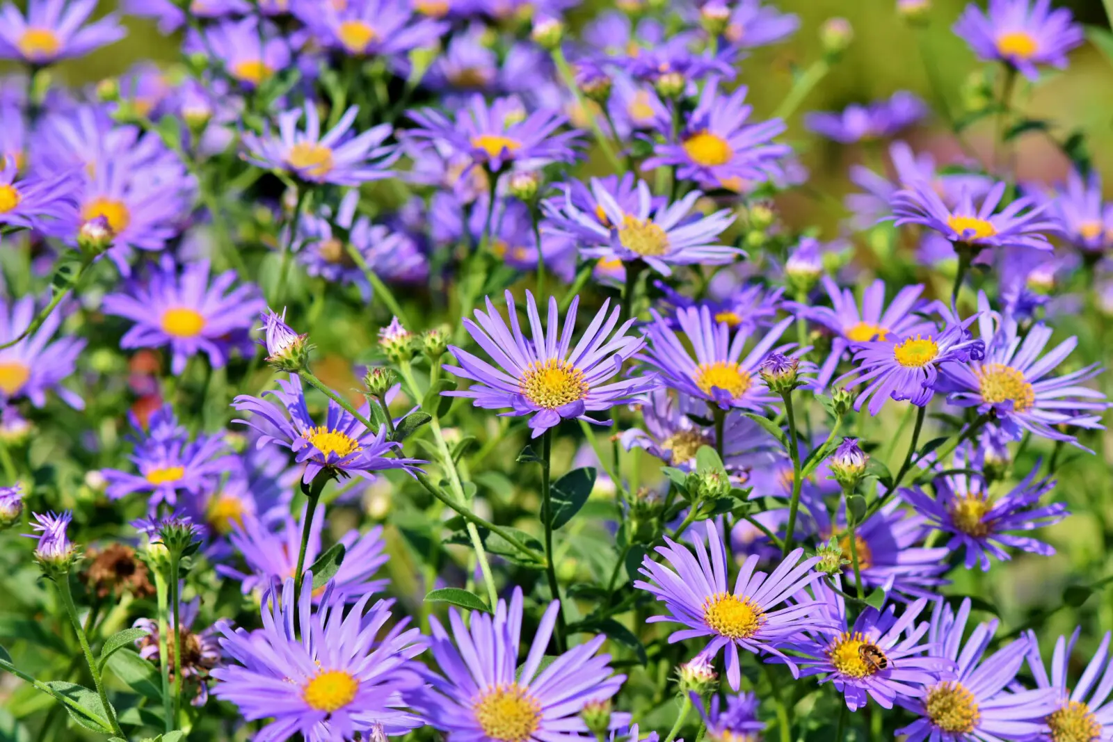 A cluster of purple daisy-like flowers with yellow centers