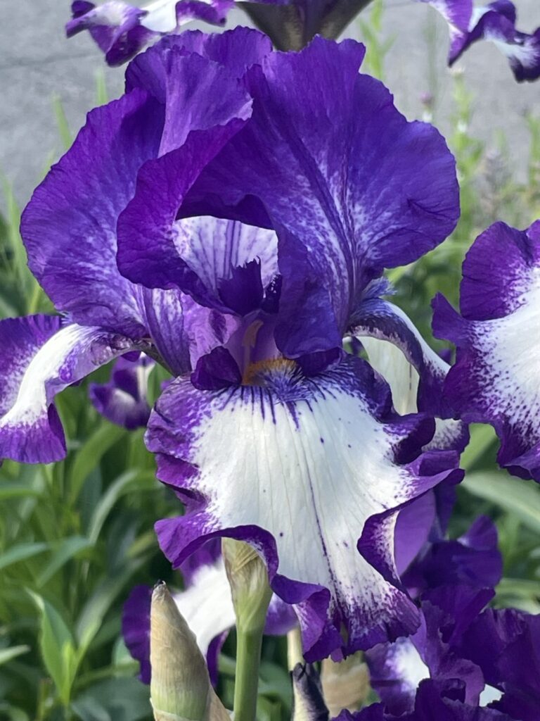 Close-up of a purple and white iris flower with ruffled petals, surrounded by green leaves and other irises in the background