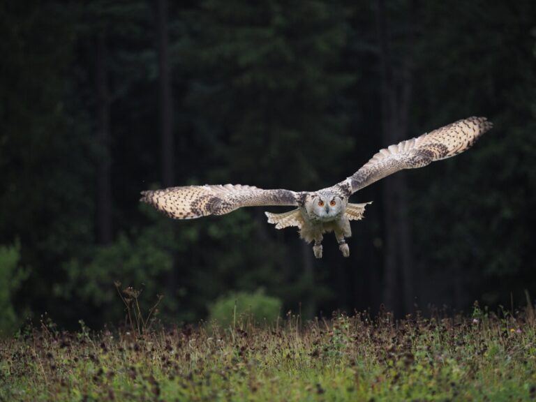An owl glides low over a grassy field with outstretched wings,