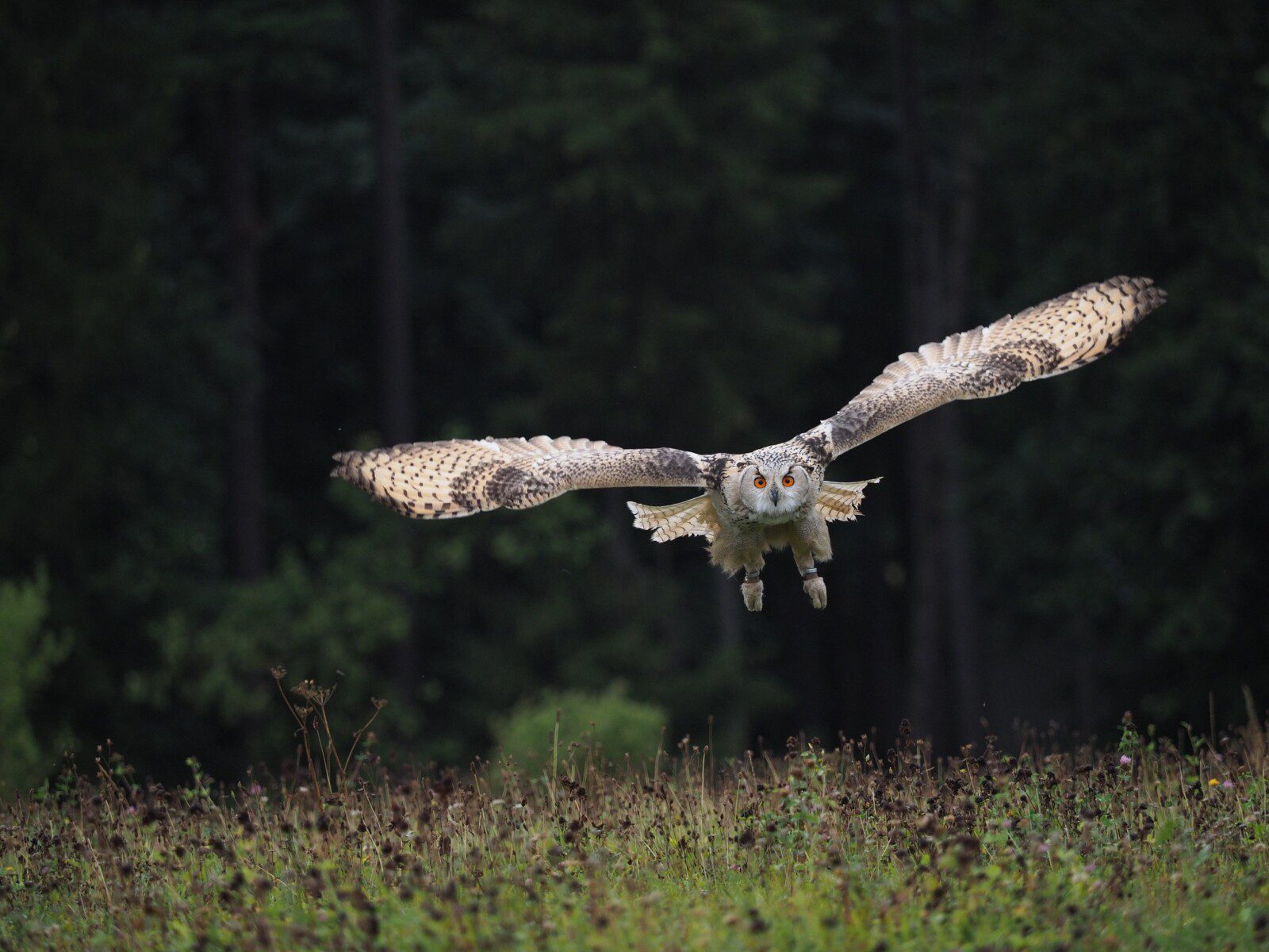 An owl glides low over a grassy field with outstretched wings,