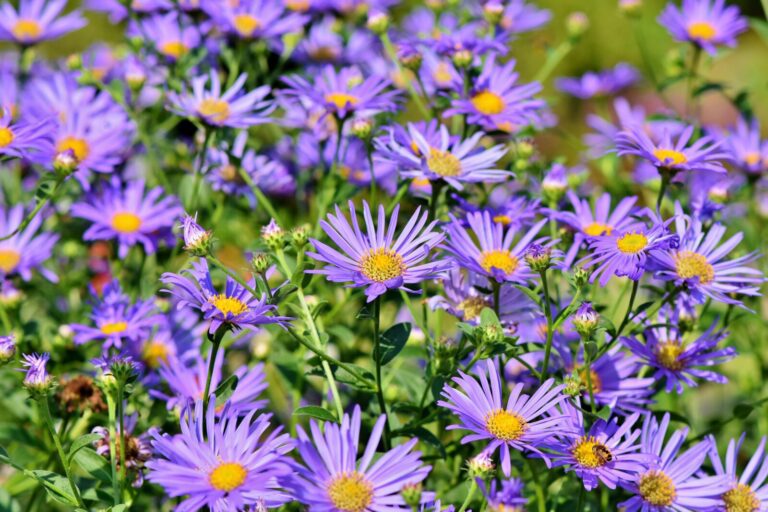 A cluster of purple daisy-like flowers with yellow centers