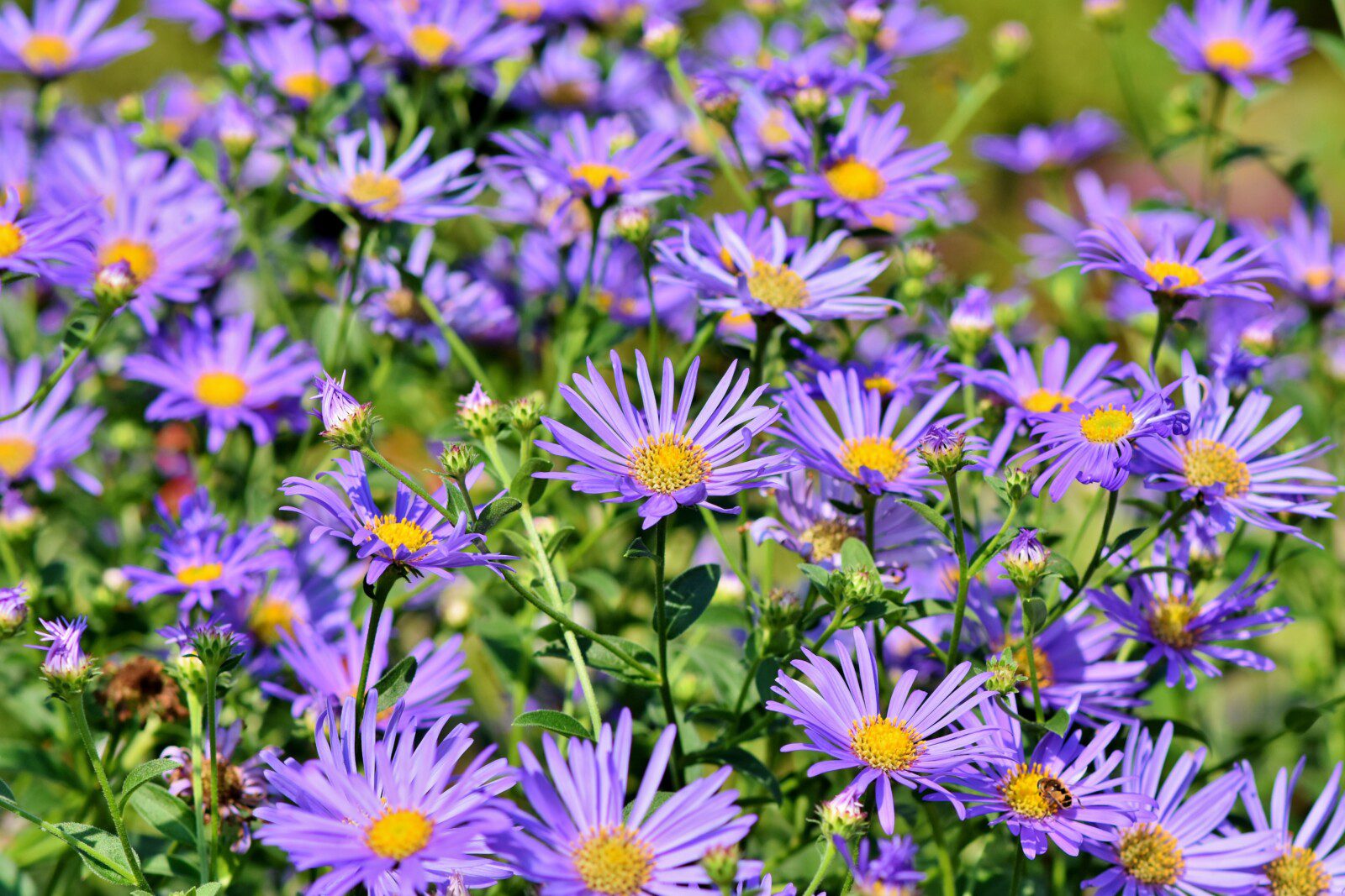 A cluster of purple daisy-like flowers with yellow centers